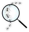 magnifying-glass-on-line-of-ants_small