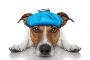 Sick and ill jack russell dog on the floor with hangover and fever with ice bag on head, isolated on white background